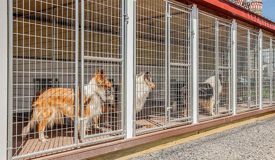 Dog Kennels