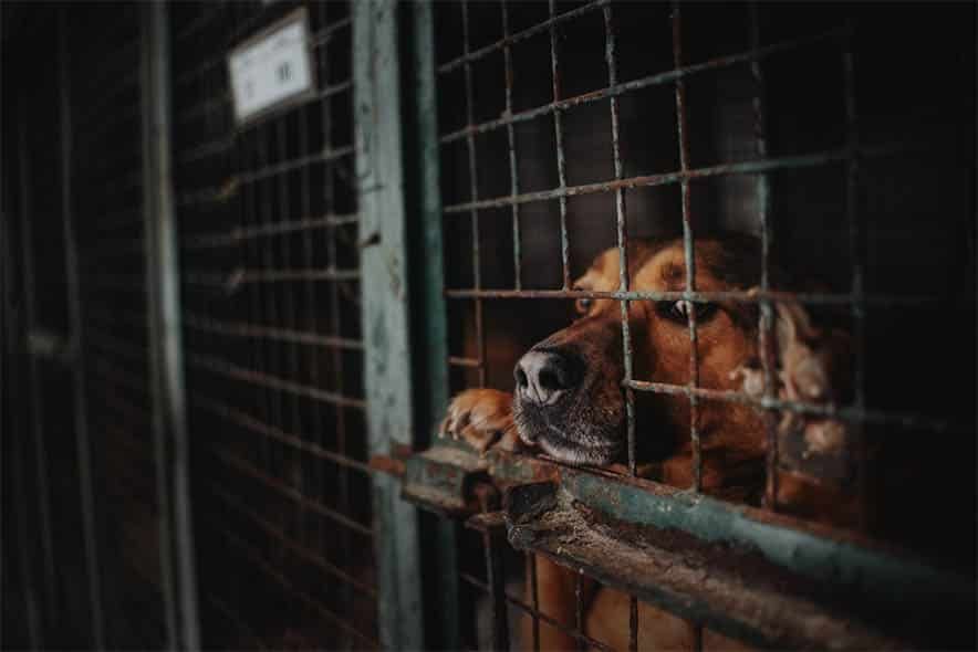 Sad Dog in old Kennel