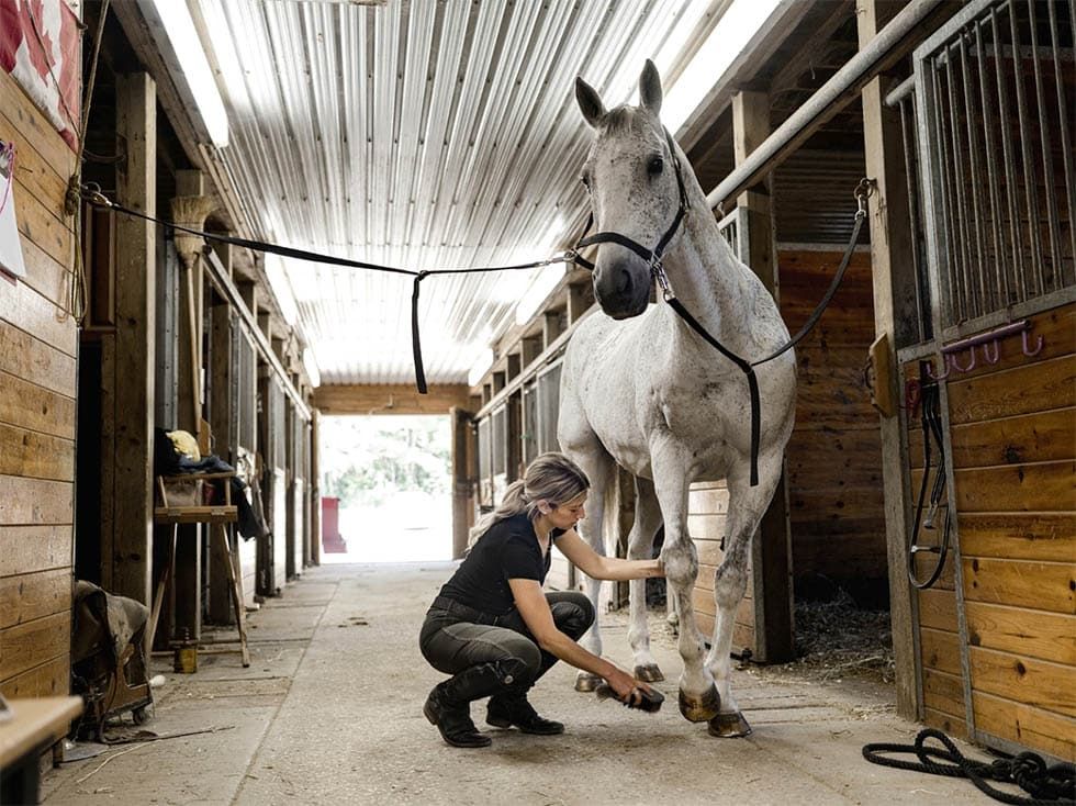 woman brushing horse