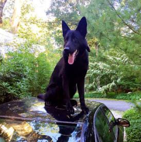 Dog on Car