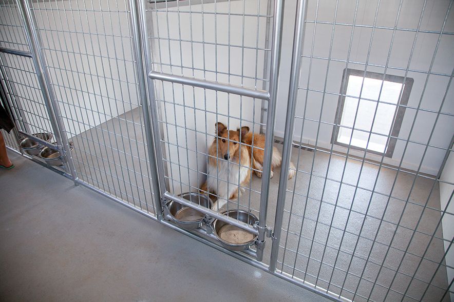 20x60 Commercial Kennel