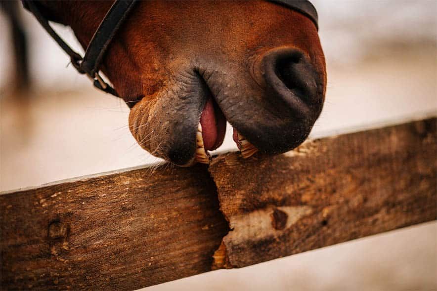 Horse Biting Fence