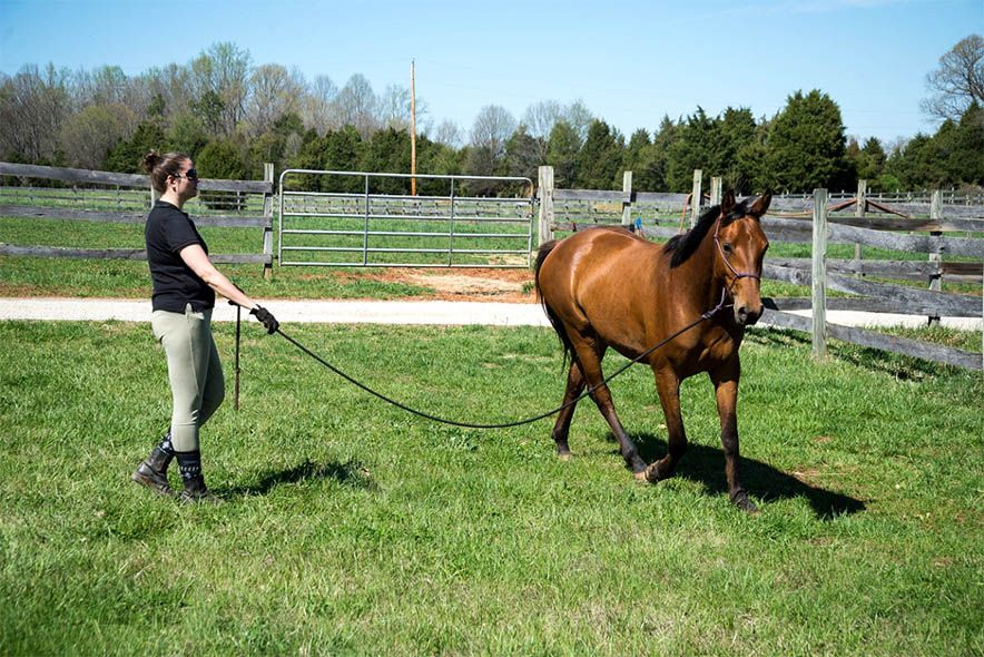 Woman Training Horse