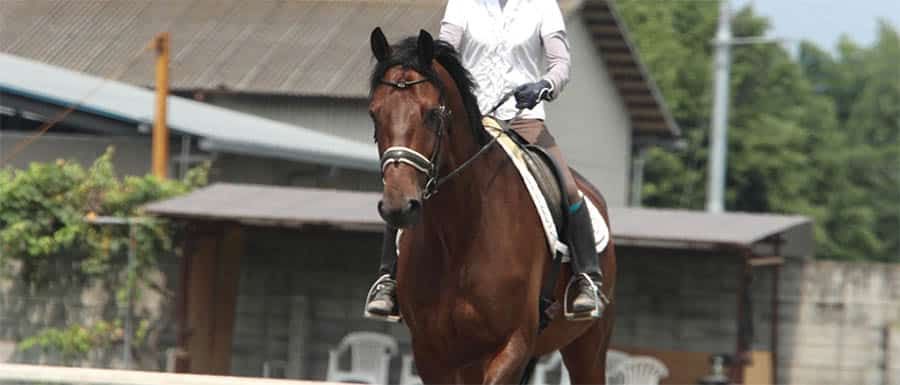 Equestrian Action Shot