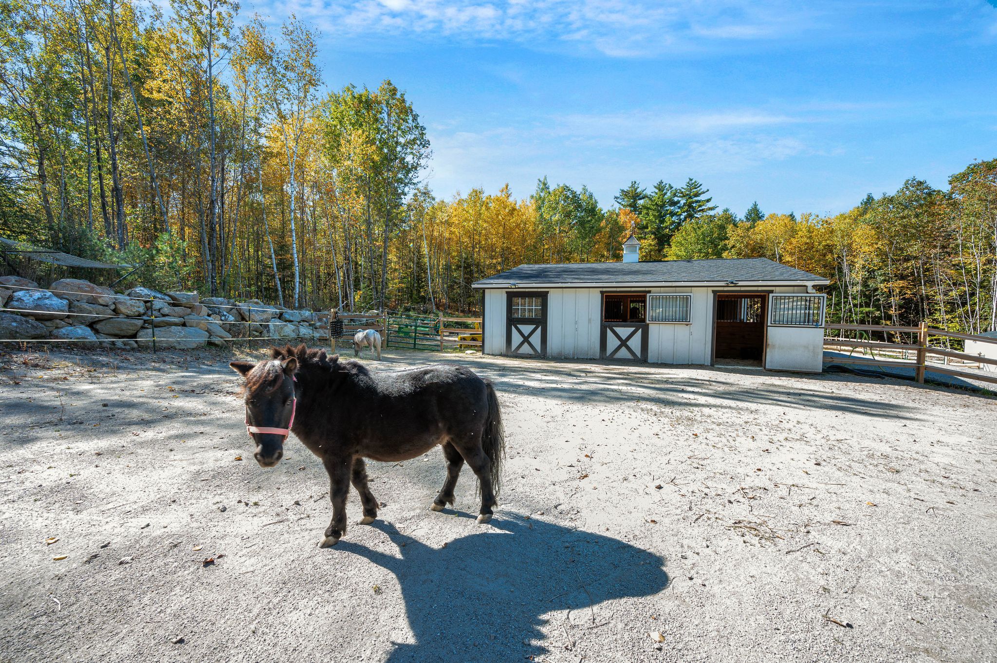 Miniature Horse Barn