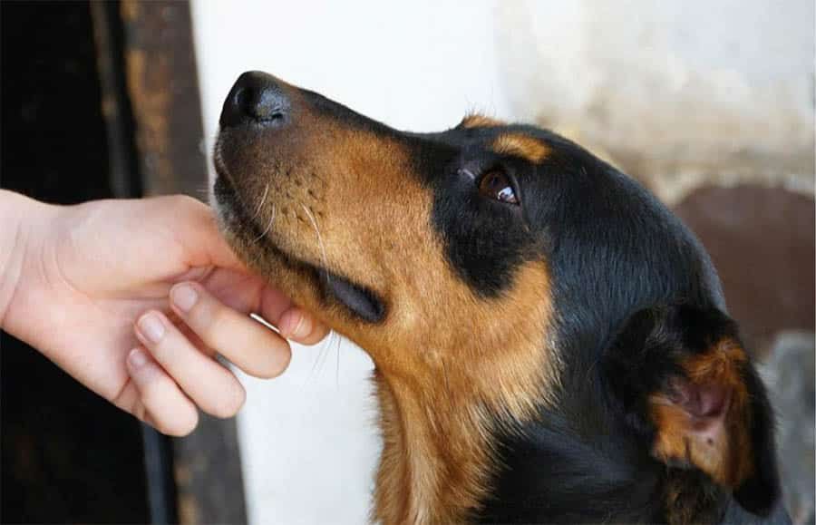 Dog Looking at Human