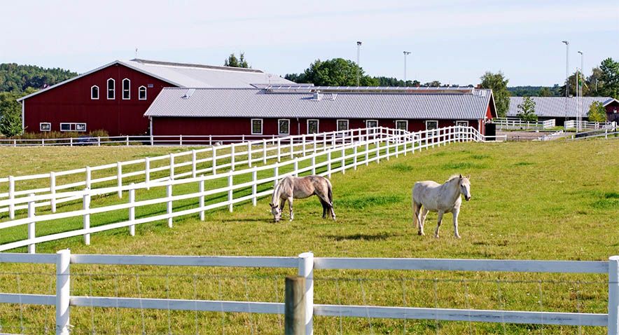 Horses in Pasture