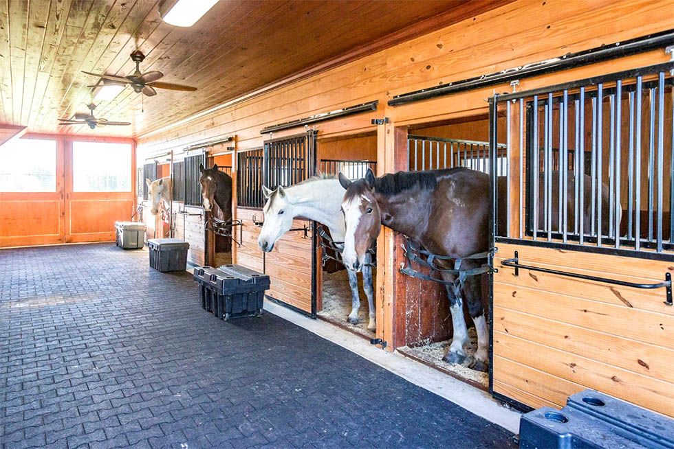 Horses in Barn
