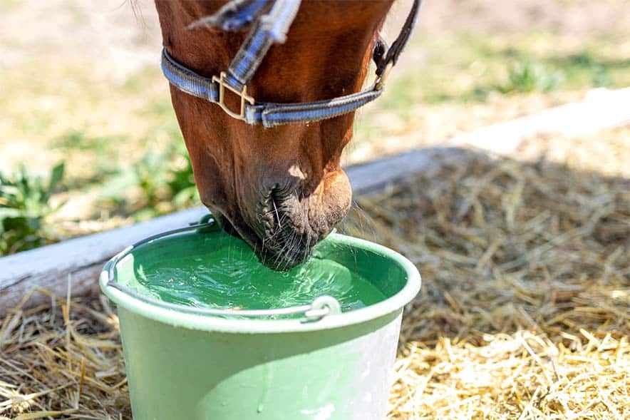 Horse Drinking Water