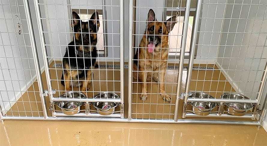Dogs in Kennel